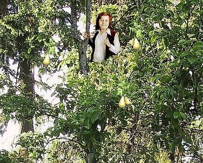 [Partridge_in_a_Pear_Tree1.jpg]