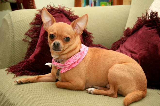 A peaceful Chihauhau