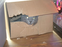 Cat in the Box