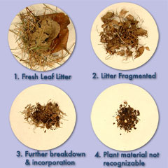 Leaf Litter Decomposition