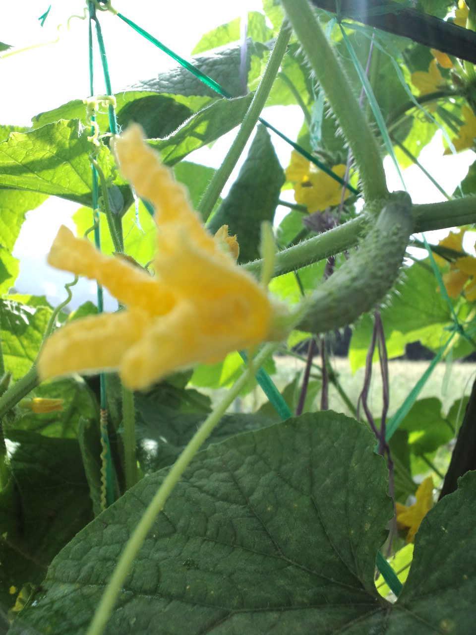 写真 大好き Love 野辺山