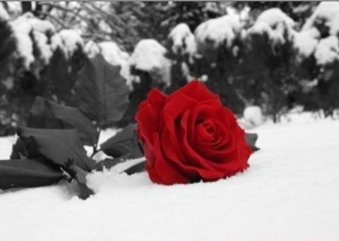 [rosa.bmp]