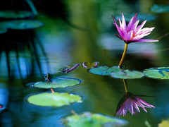 [lotus.bmp]