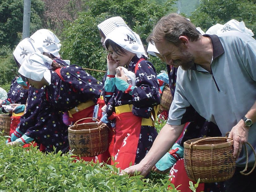 Japanese tea leaves picking!