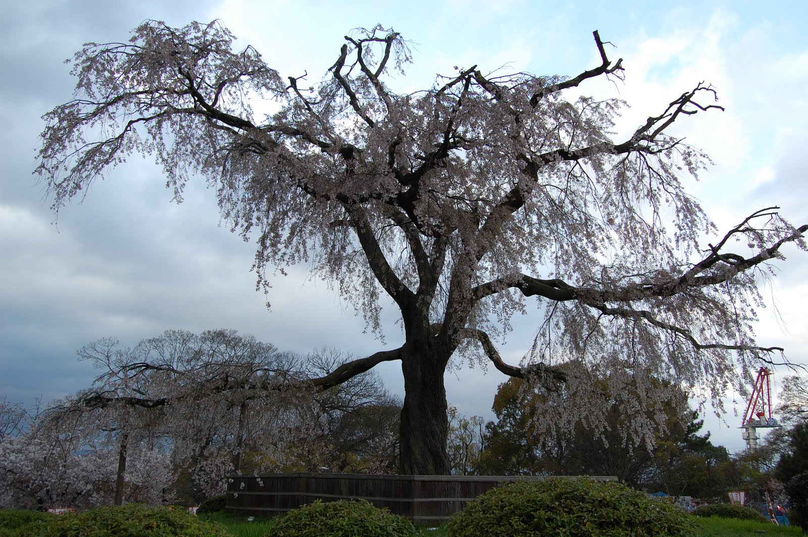 Queen of sakura