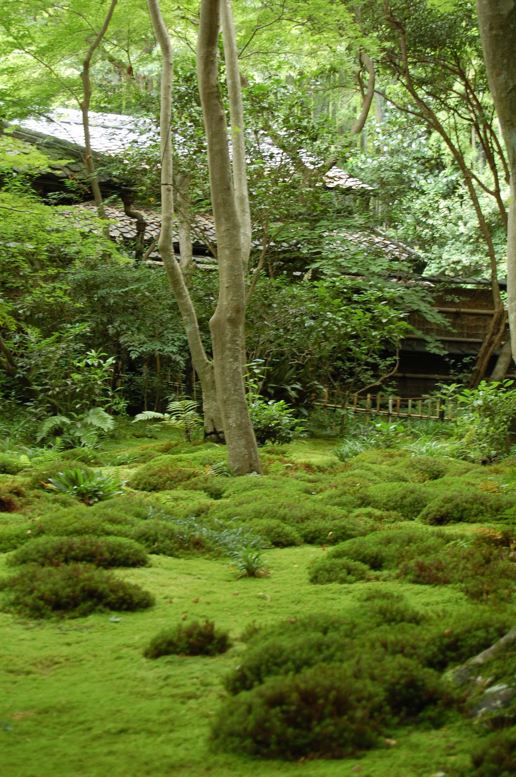 Green tour Kyoto travel information in JAPAN » Blog Archive » The best moss garden in Kyoto