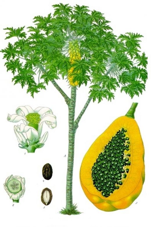 HOJAS DE PAPAYA hojas de papaya: