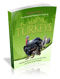 How To Raise Turkeys