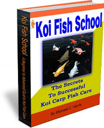 The Secrets To Successful Koi Carp Fish Care