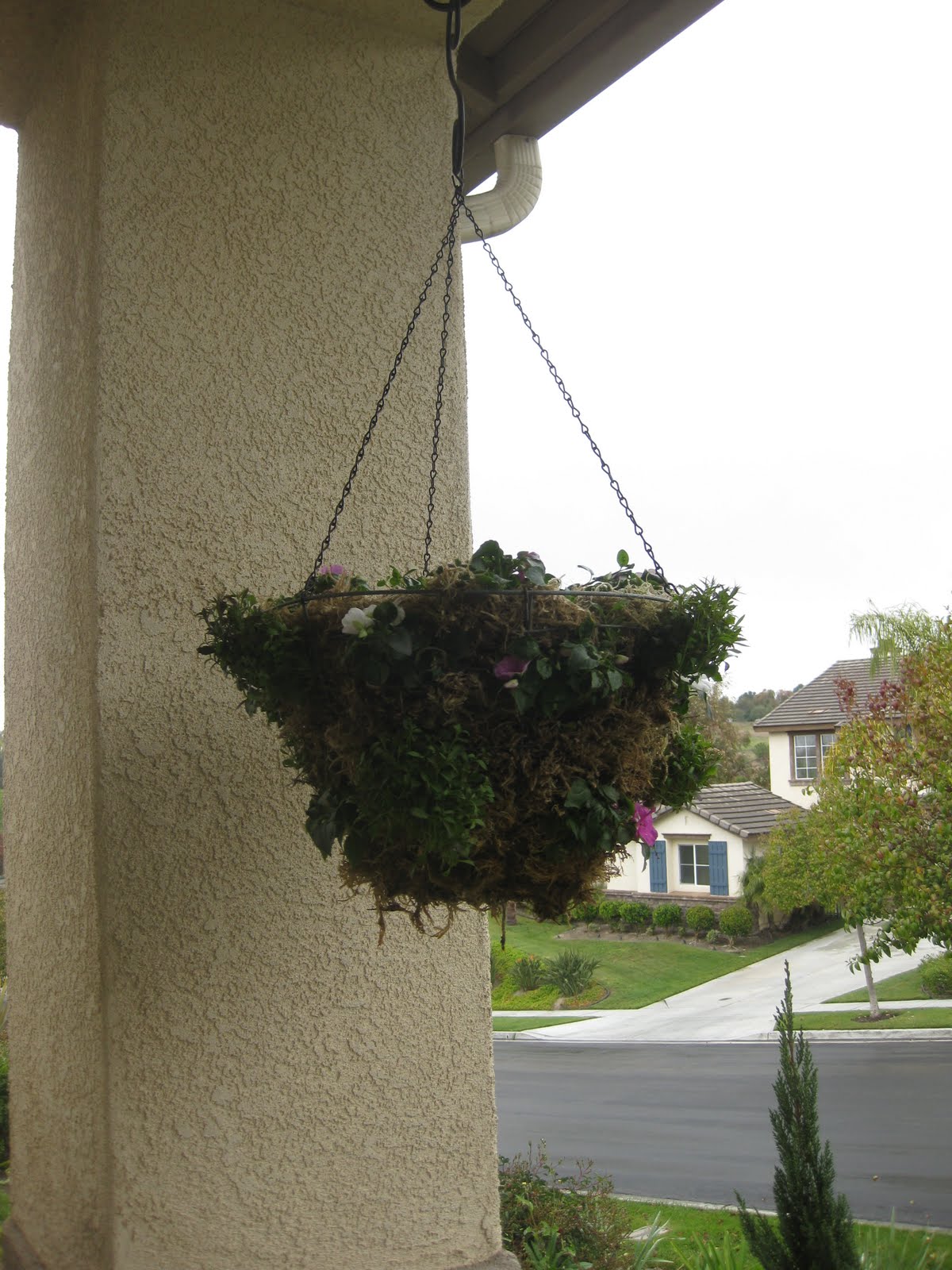 Mi Casa San Diego Hanging Flower Baskets