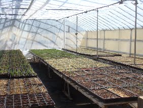 [greenhouseblog.JPG]