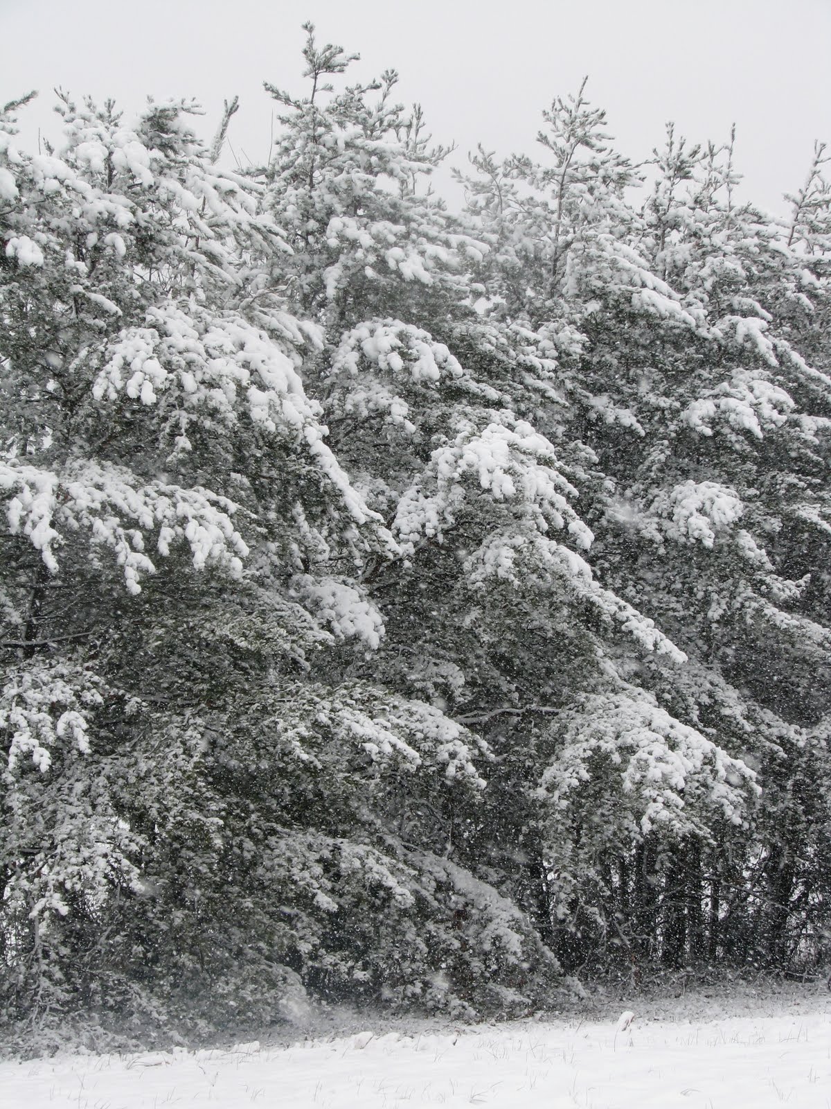 [IMG_5433.JPG]
