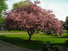 Spring blooms 2008