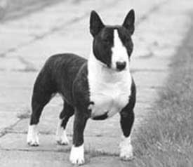 [Miniature-Bull-Terrier.jpg]