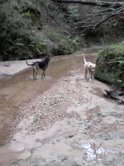 [2+dogs+in+creek.jpg]