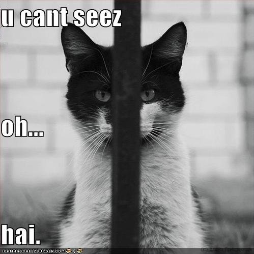 [funny-pictures-cat-hides-behind-a-pole.jpg]