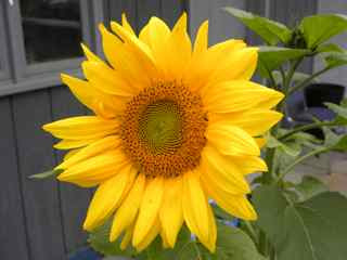 Fall Sunflower