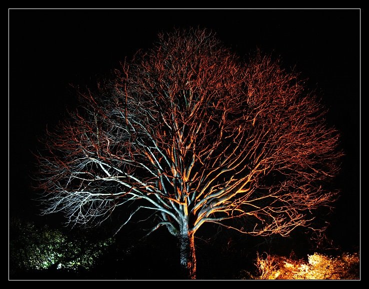 [lighttree.jpg]