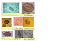 HASIL KULTUR IN VITRO