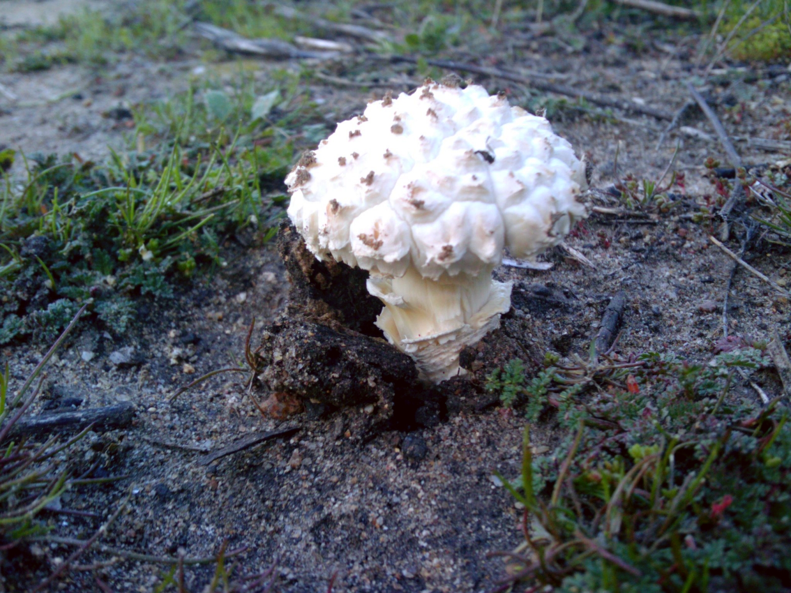Daren Sefcik Fungus
