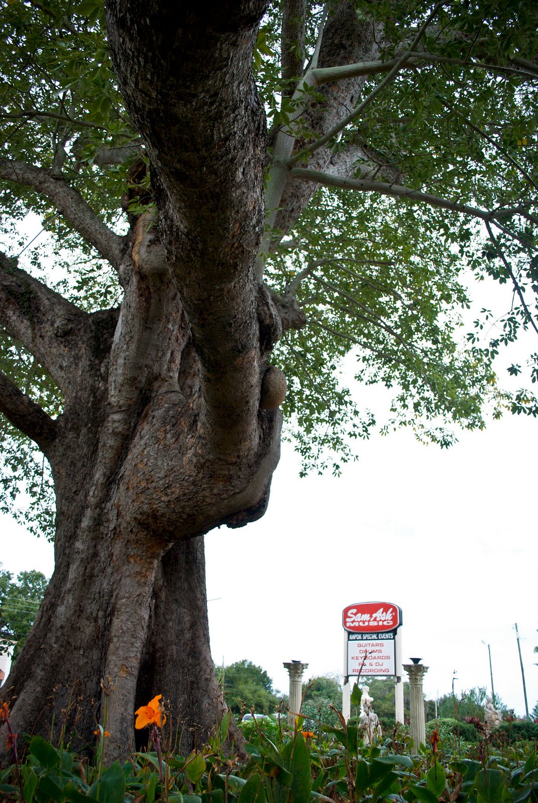 Old Florida Larger than life the Kapok Tree Restaurant