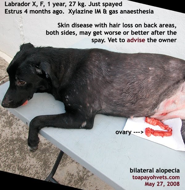 Veterinary Surgery Dr Sing 3. Spaying big dogs bilateral alopecia
