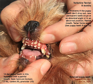 Pitbull Extra Set Of Canine Go Pitbull Forums