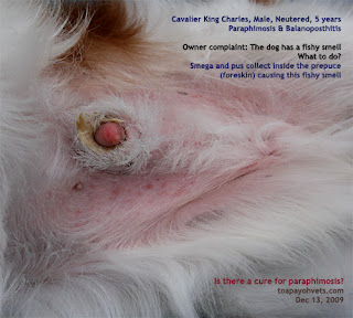 Bulbus+Glandis Veterinary Medicine Singapore Dr Sing: 12. Paraphimosis in a 5-year ...