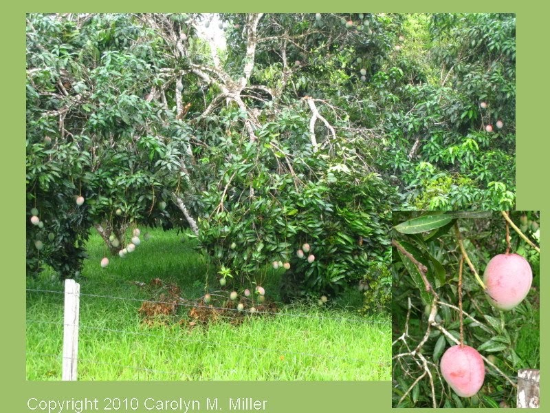 Belize Field Notes Mango Season