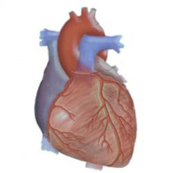 SD NEGERI 01 CIPARI: SISTEM SIRKULASI PADA MANUSIA