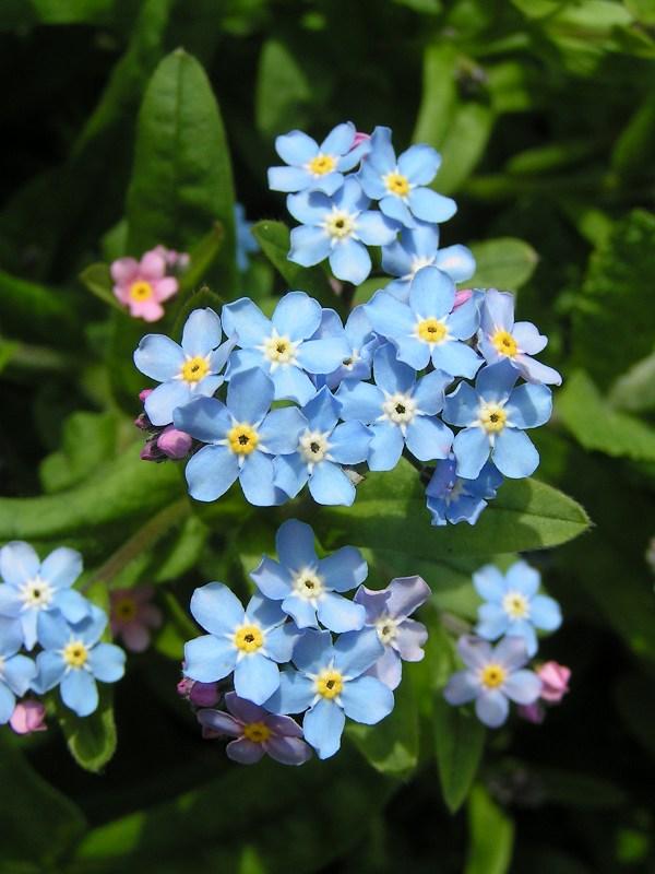 Forget Me Images