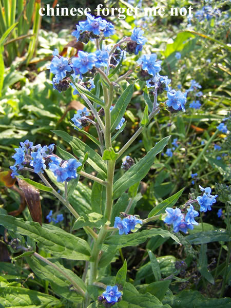 Forget Me Not – Pinetree Garden Seeds