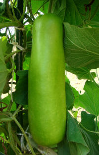 Bottle Gourd Vegetable