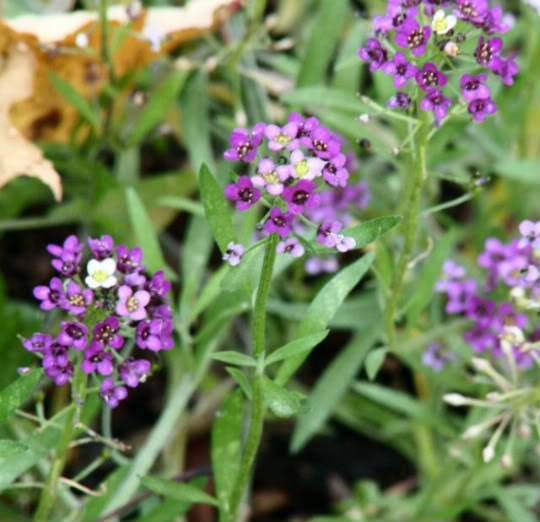 GardenSeed SWEET ALYSSUM 'Royal Carpet'