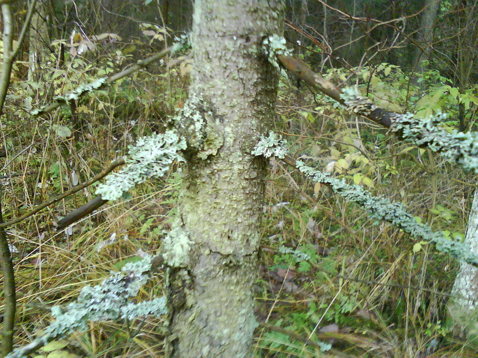 east silvan scenes, pine forest, forest trees, dense forest, forest