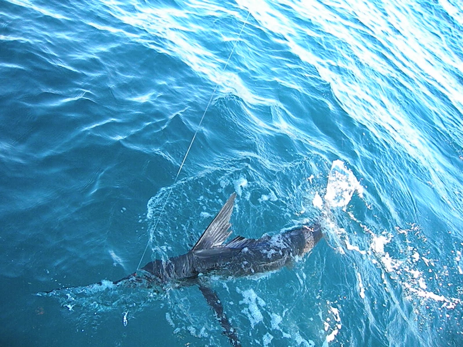 On Sabbatical: Catching a Marlin