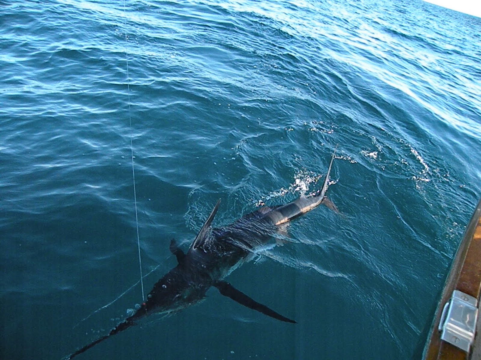 On Sabbatical: Catching a Marlin