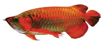 ikan arwana super red merupakan ikan hias air tawar ung