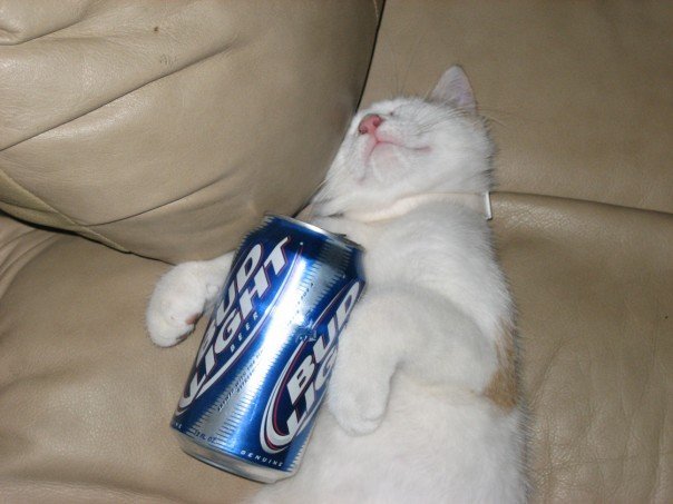 Frat Cat