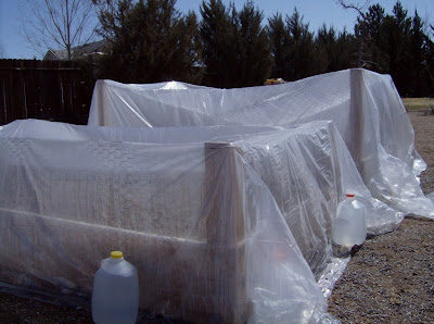 Use plastic drop cloths to create a temporary greenhouse