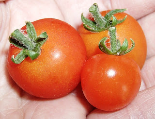 How to Grow tomatoes in a short growing season