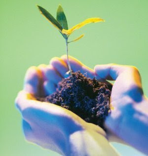 La importancia del cuidado de la ecologia La importancia del cuidado de la ecologia
