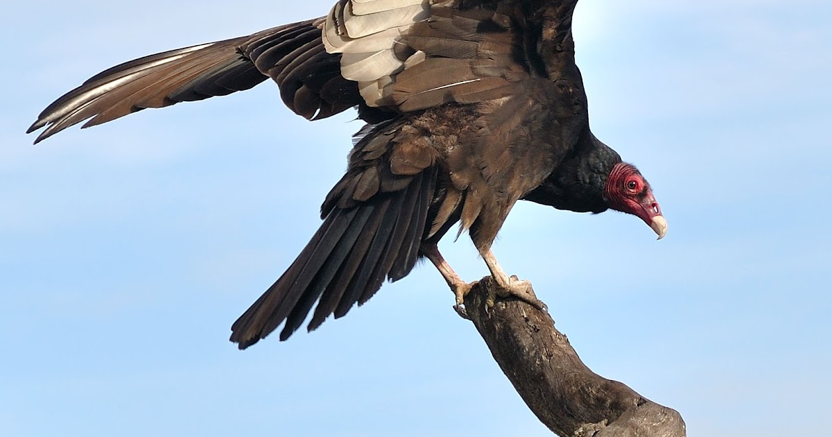 Real Monstrosities New World Vultures