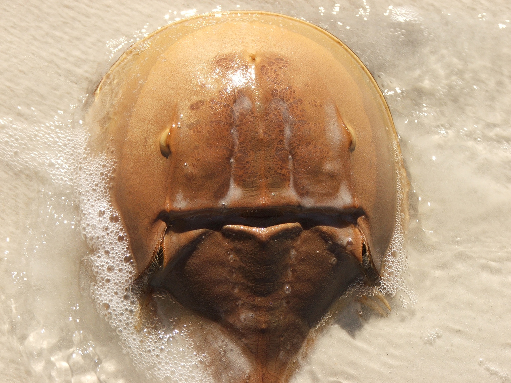 Horseshoe_crab.jpg