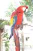 Bird of Guatemala