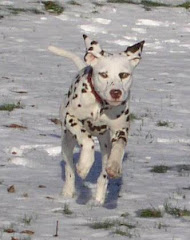 Rouge Running in Snow