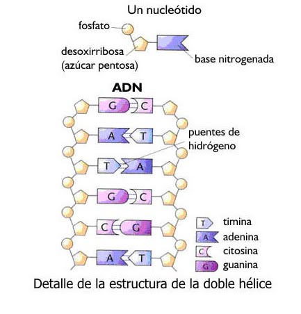 Acido Desoxirribonucleico
