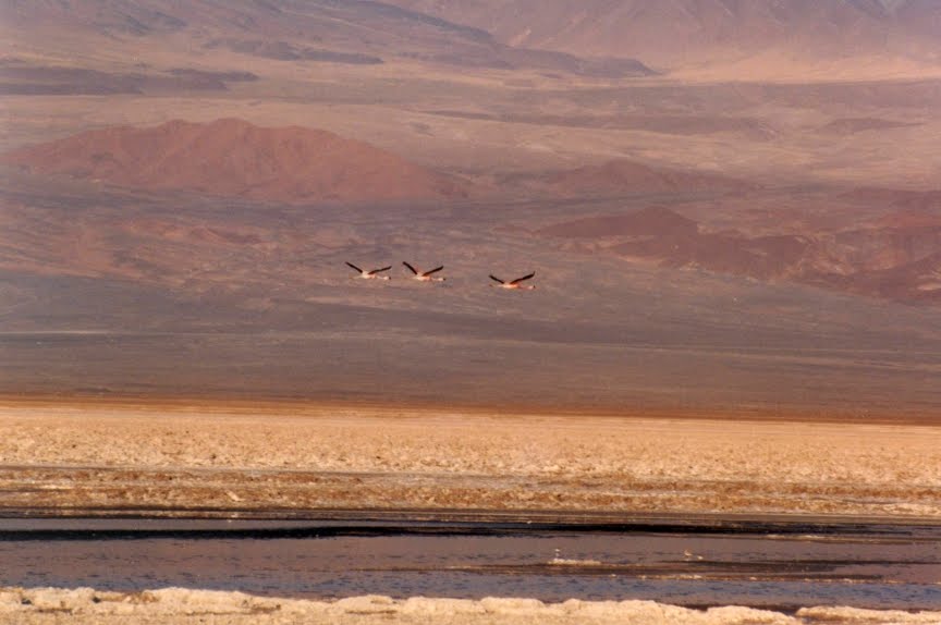 [25SALAR_3+FLAMINGOS.JPG]