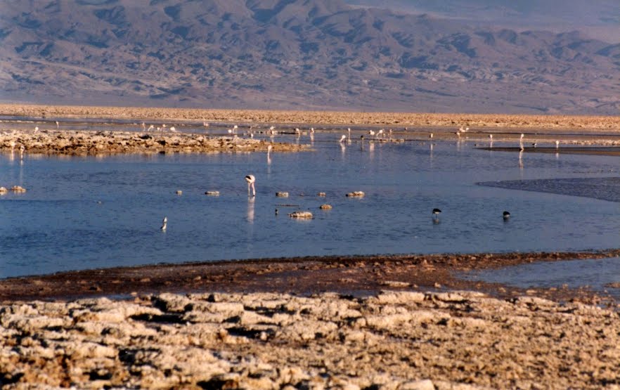 [26SALAR_OS+FLAMINGOS.JPG]