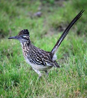 Texas Road Runner